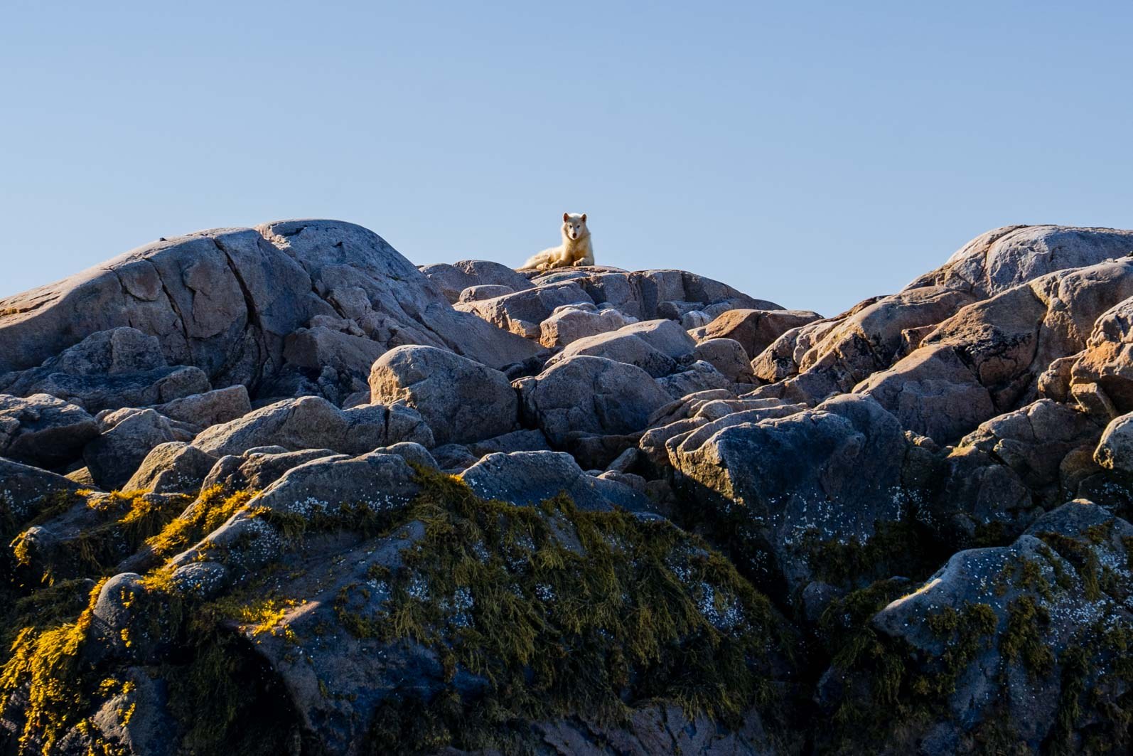 A lone trekker walking along a rugged fjord trail, dwarfed by the surrounding cliffs and untouched Arctic scenery.