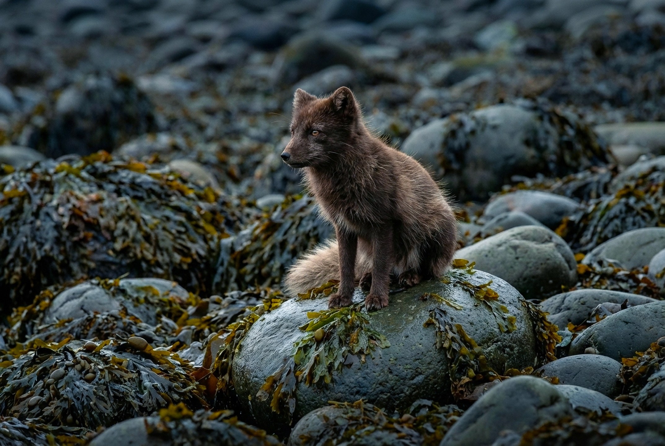 A lone Arctic fox in Hornstrandir Nature Reserve