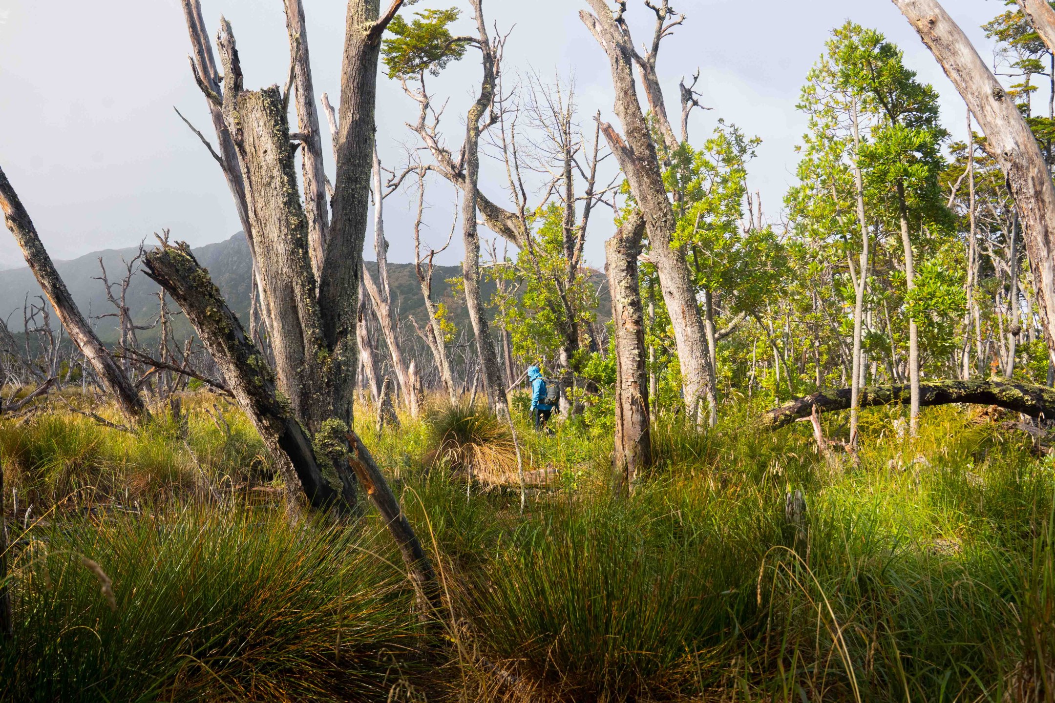 Hiking Patagonia - A dense Patagonia forest of wind-sculpted trees clings to the rocky slopes.