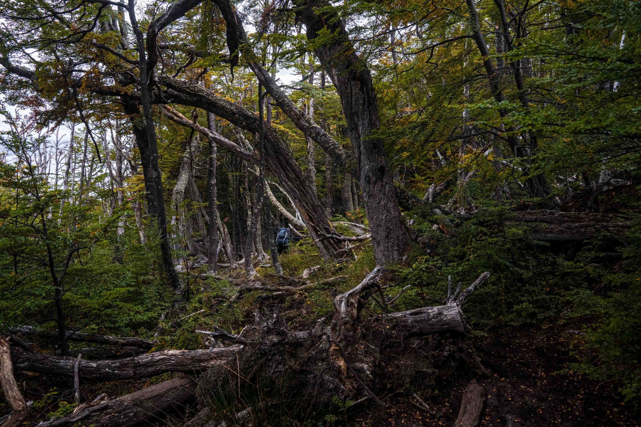 Hiking Patagonia - A dense Patagonia forest of wind-sculpted trees clings to the rocky slopes.