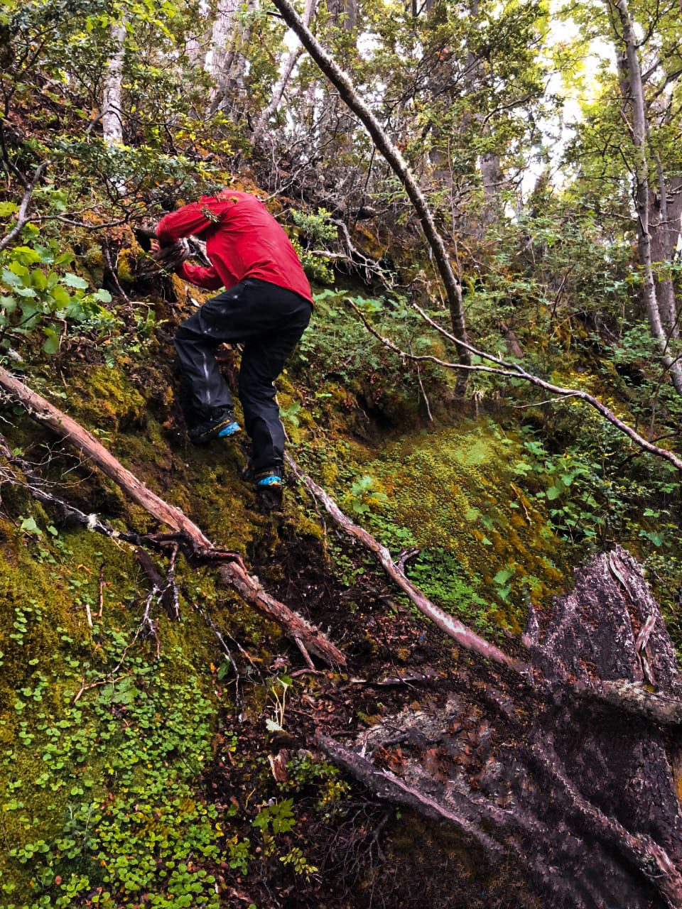 Hiking Patagonia - Climbing the Yendegaia forests
