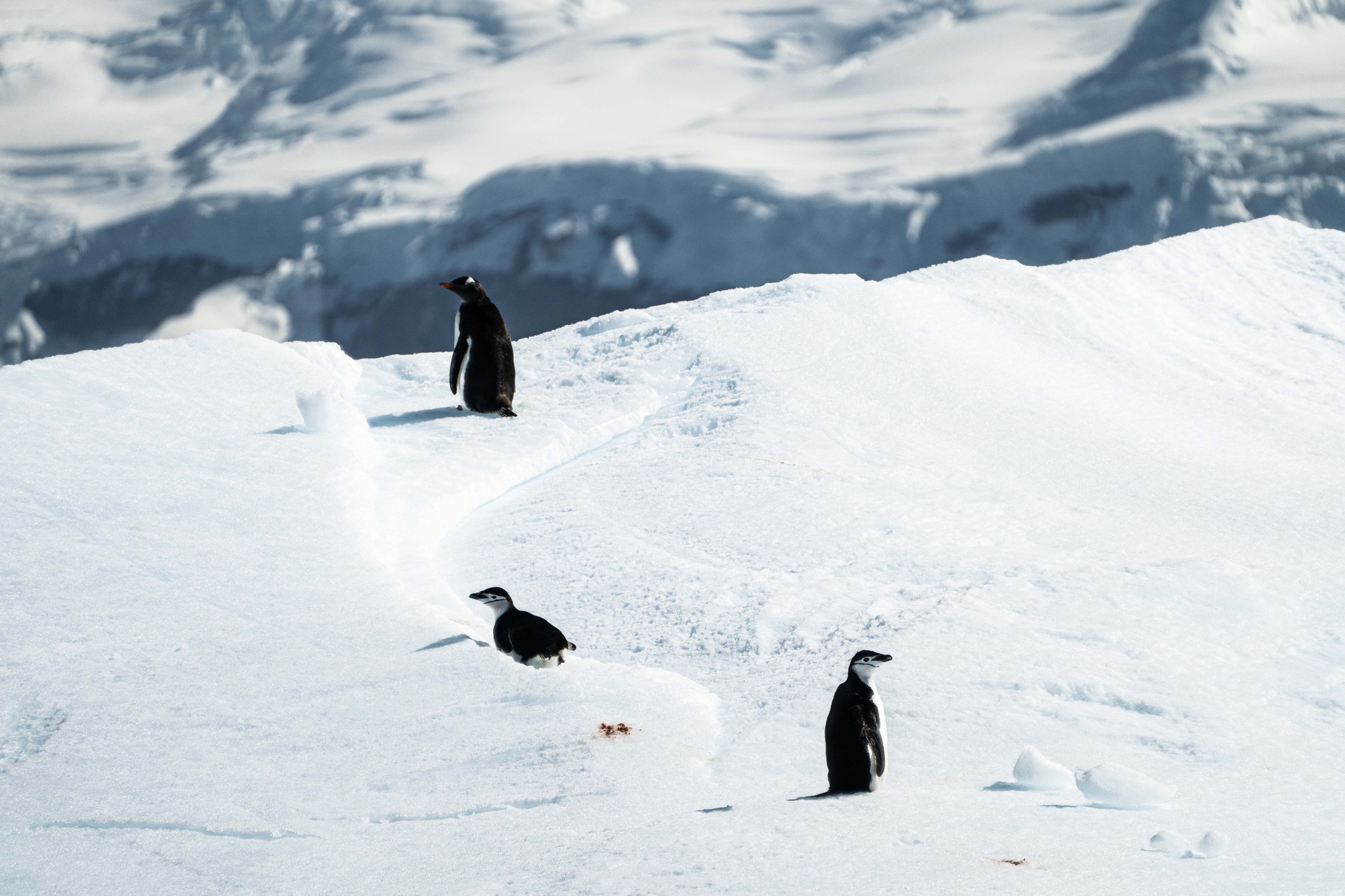 Snow covering the mountains of Thórsmörk. Haven for heli snowshoeing